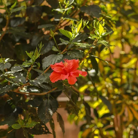 公寓 Luxury Cayetana, By Comfortable Luxury *