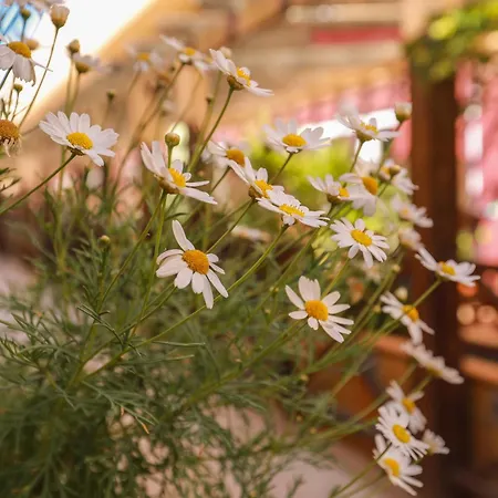 Luxury Cayetana, By Comfortable Luxury Corralejo