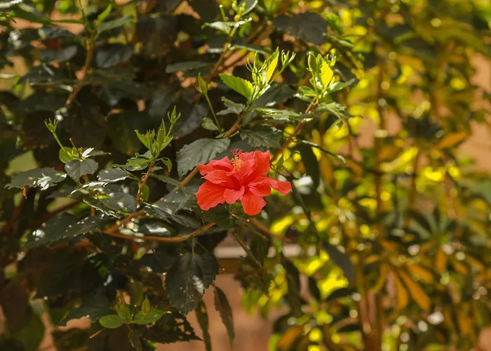 Appartamento Luxury Cayetana, By Comfortable Luxury *