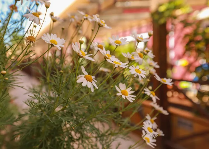 Luxury Cayetana, By Comfortable Luxury Corralejo